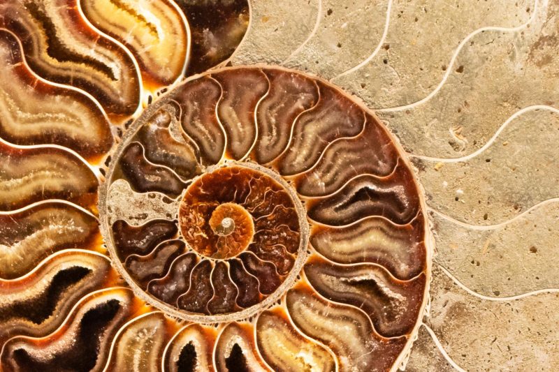 Museo storia naturale La Specola