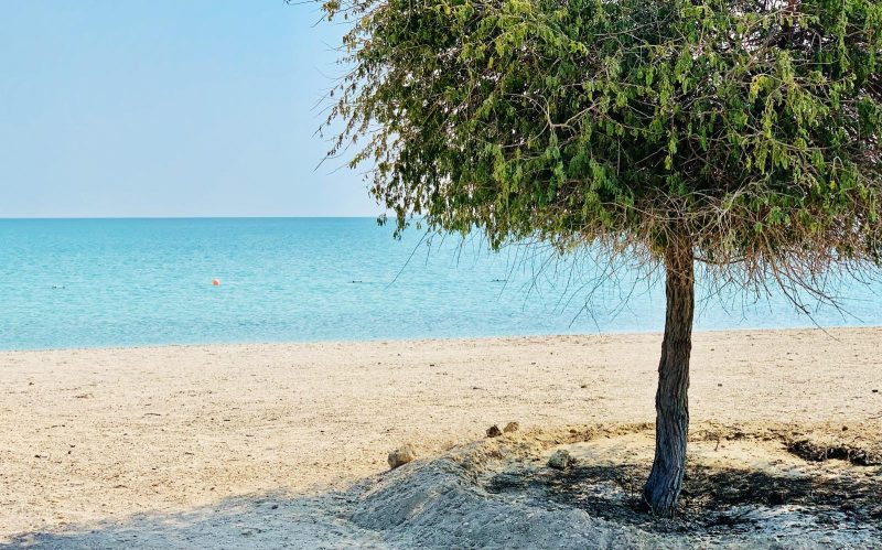 Sir Bani Yas Island